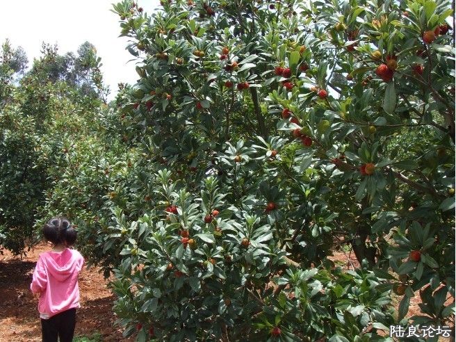 ������÷԰