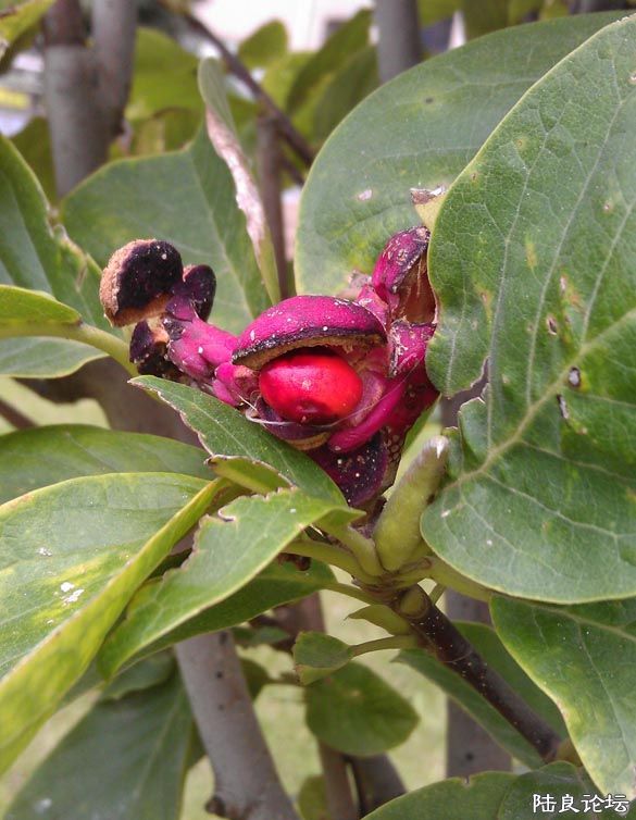 IMAG0115 ����.jpg