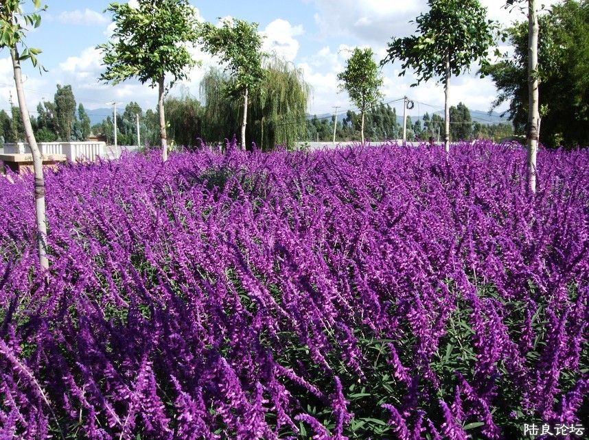 ���� (17).jpg