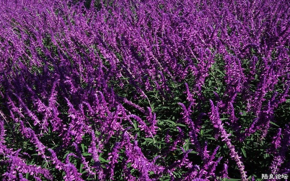 ���� (18).jpg