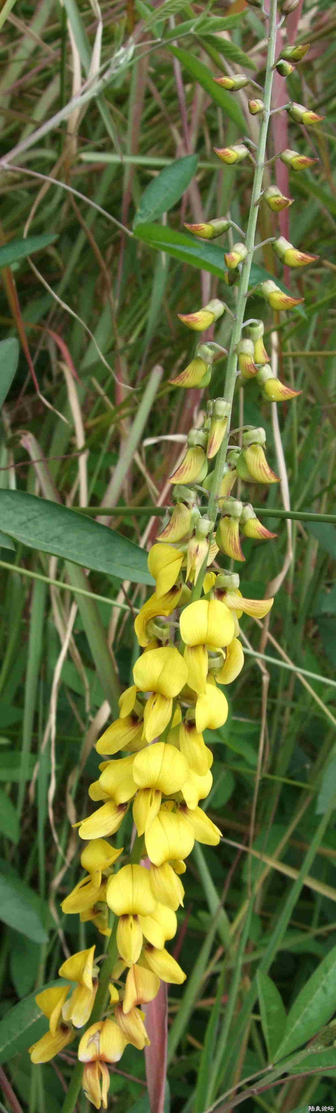 ���� (45).JPG