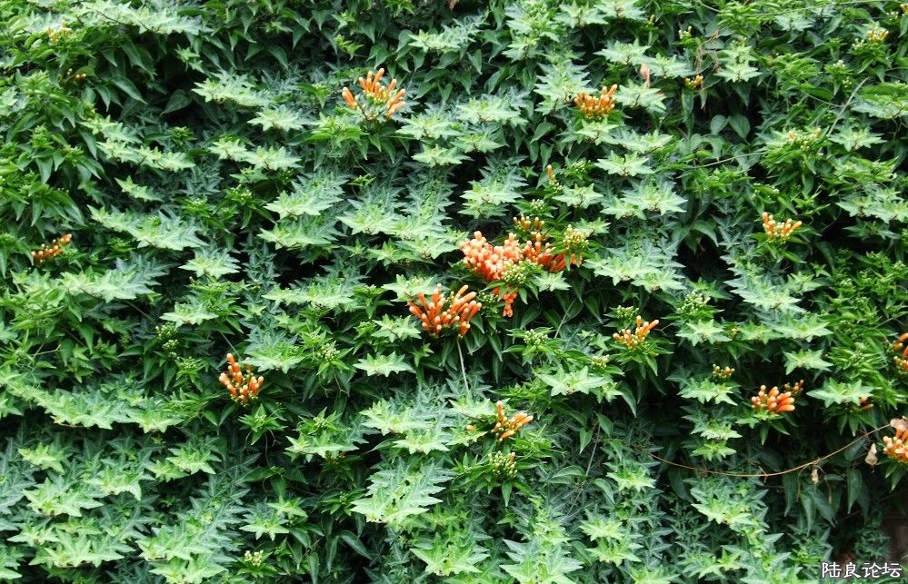 ���� (49).jpg