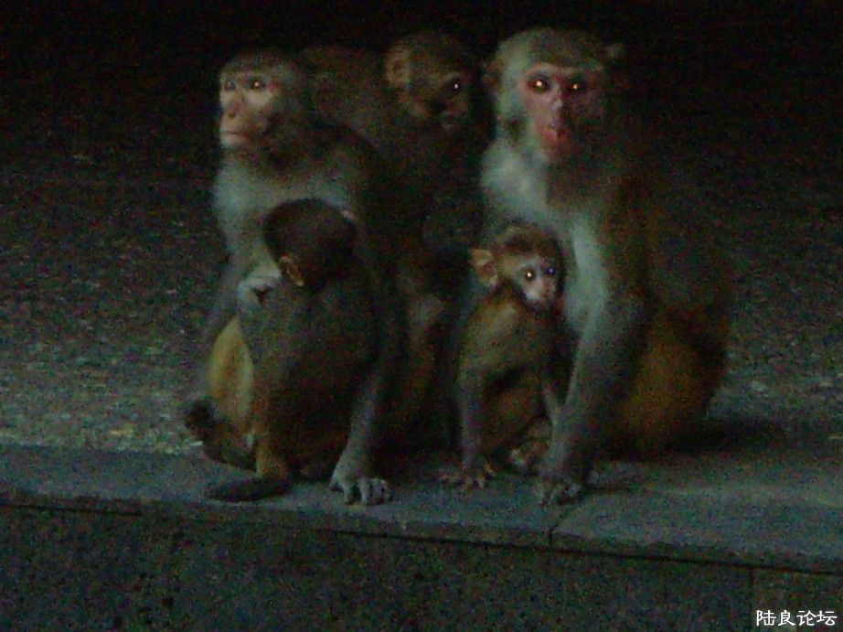 �������˸�����