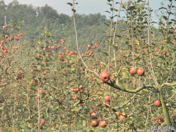 �Ž���ƻ��