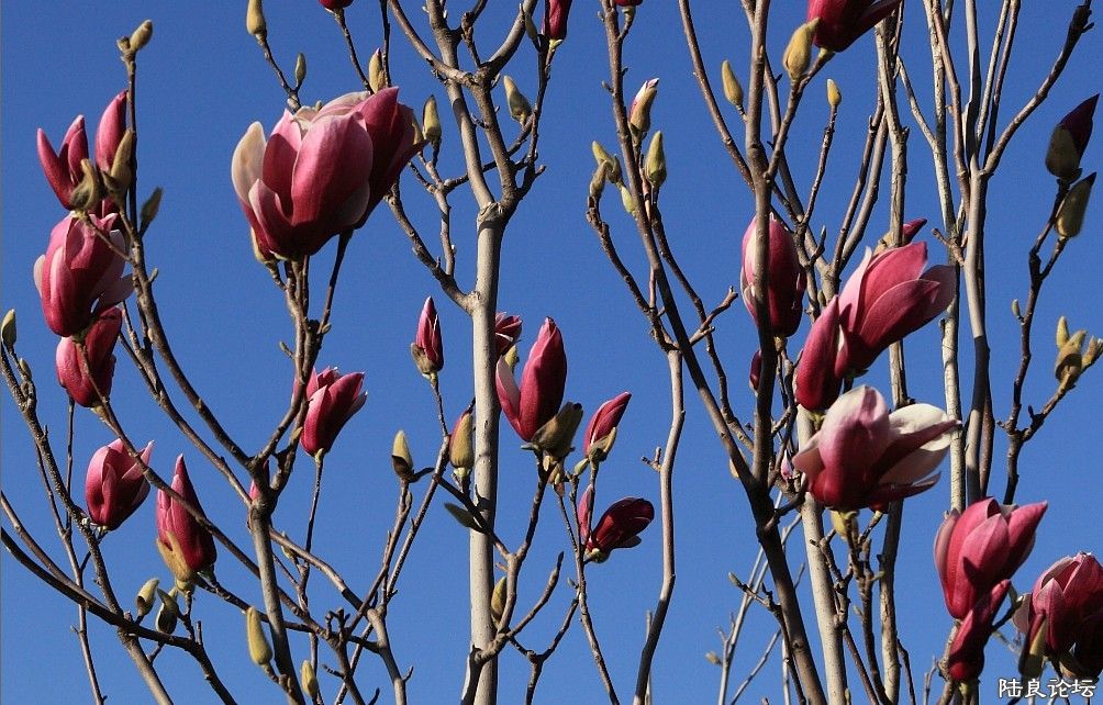 ������԰ (3).jpg