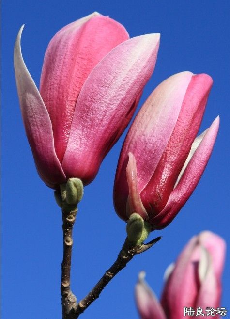 ������԰ (6).jpg