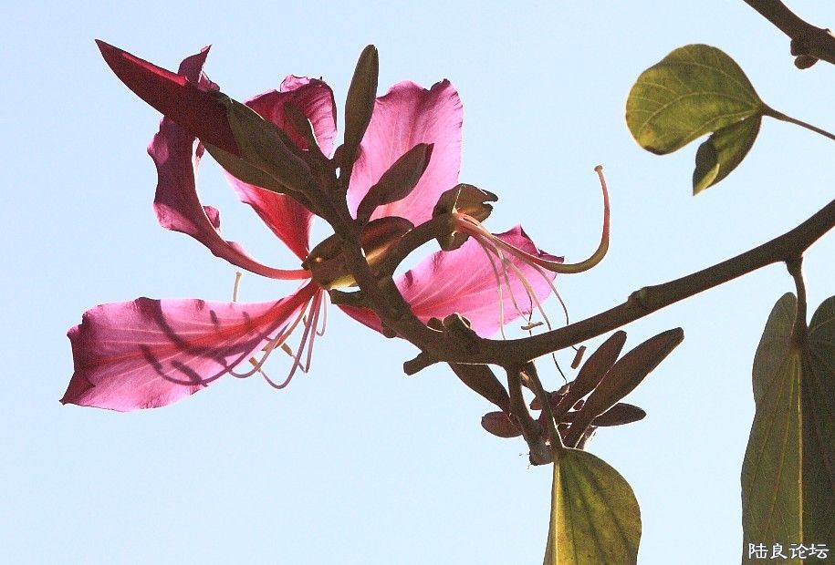 ������԰ (7).jpg