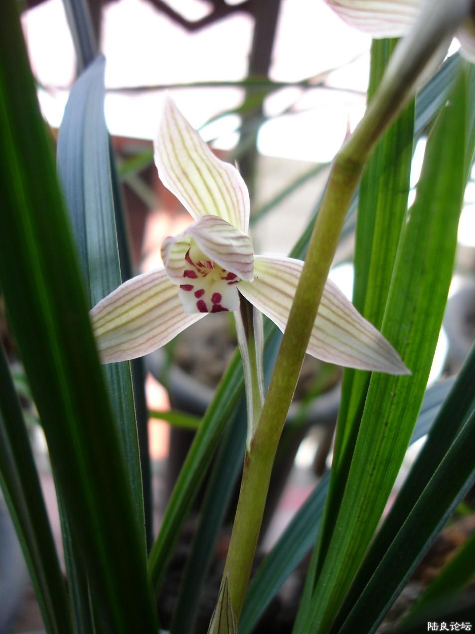 �����翪�ĵ�һ�괺��