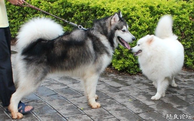 ����Ħ��