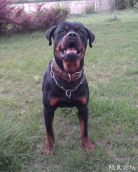 �����ǰ�������Ƭ