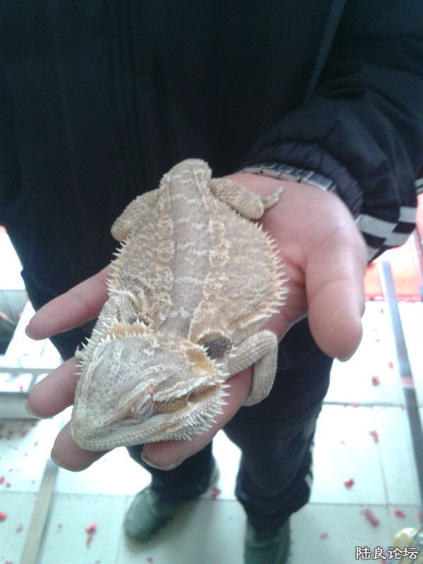 ɳĮ������ʨ