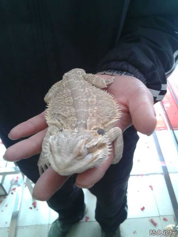 ɳĮ������ʨ