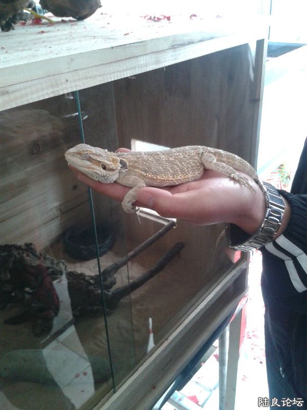 ɳĮ������ʨ