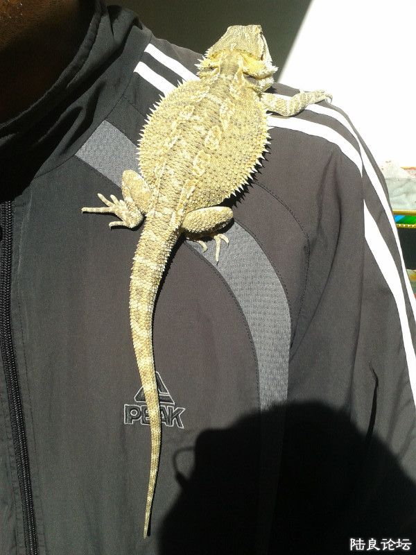 ɳĮ������ʨ