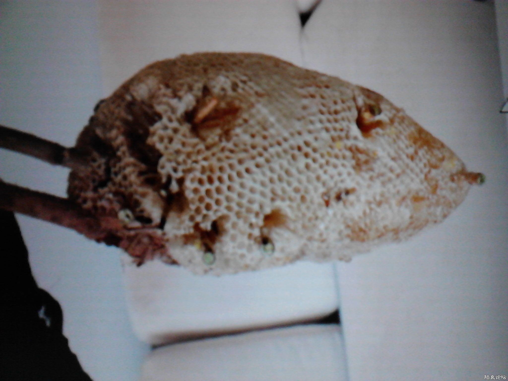 ˼éҰ������