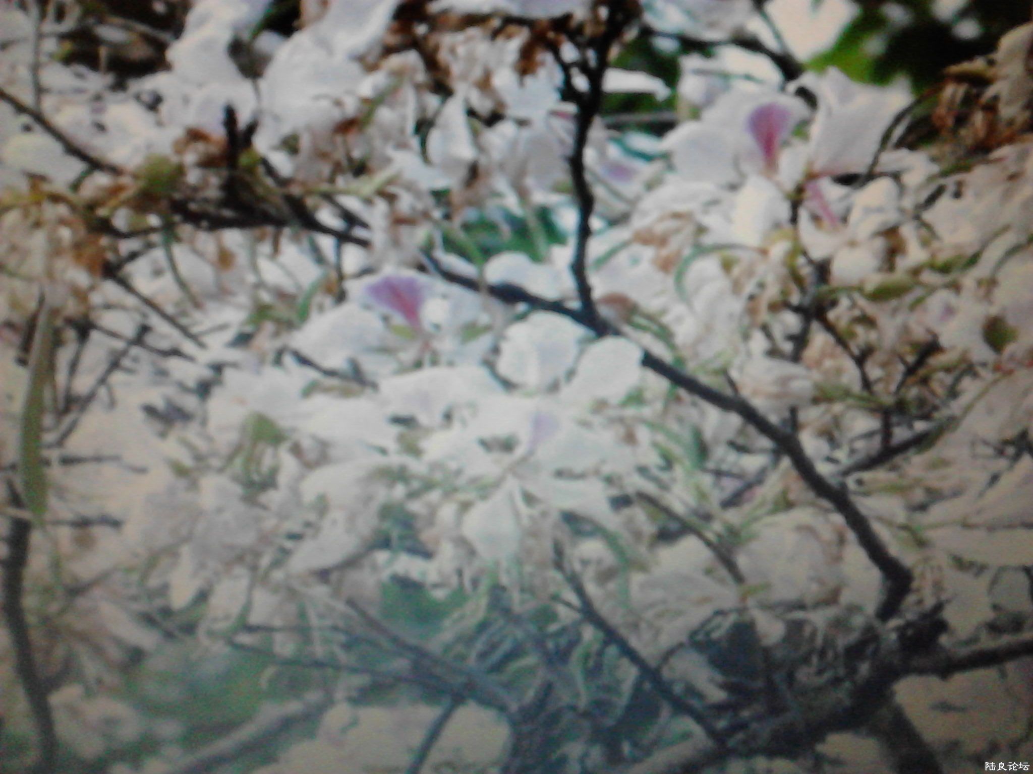 �۷���۵İ׻���ҩ�ģ�