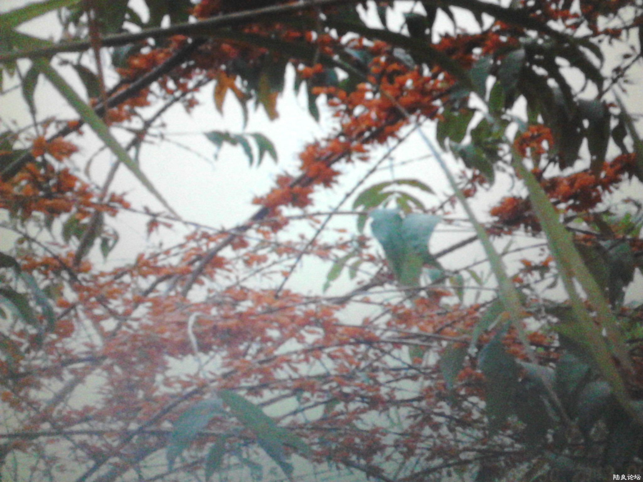 �۷���۵ĺ컨2��ҩ�ģ�