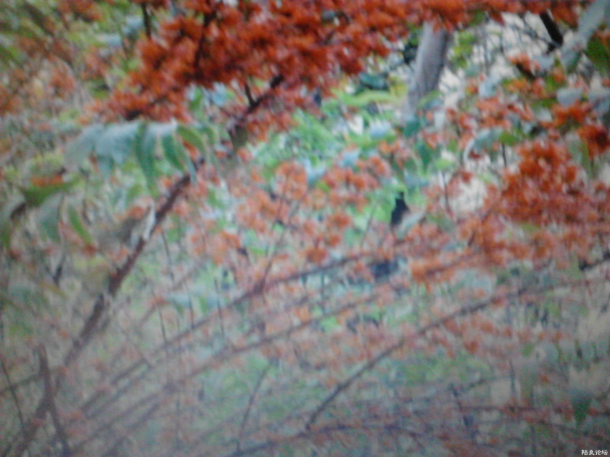 �۷���۵ĺ컨��ҩ�ģ�