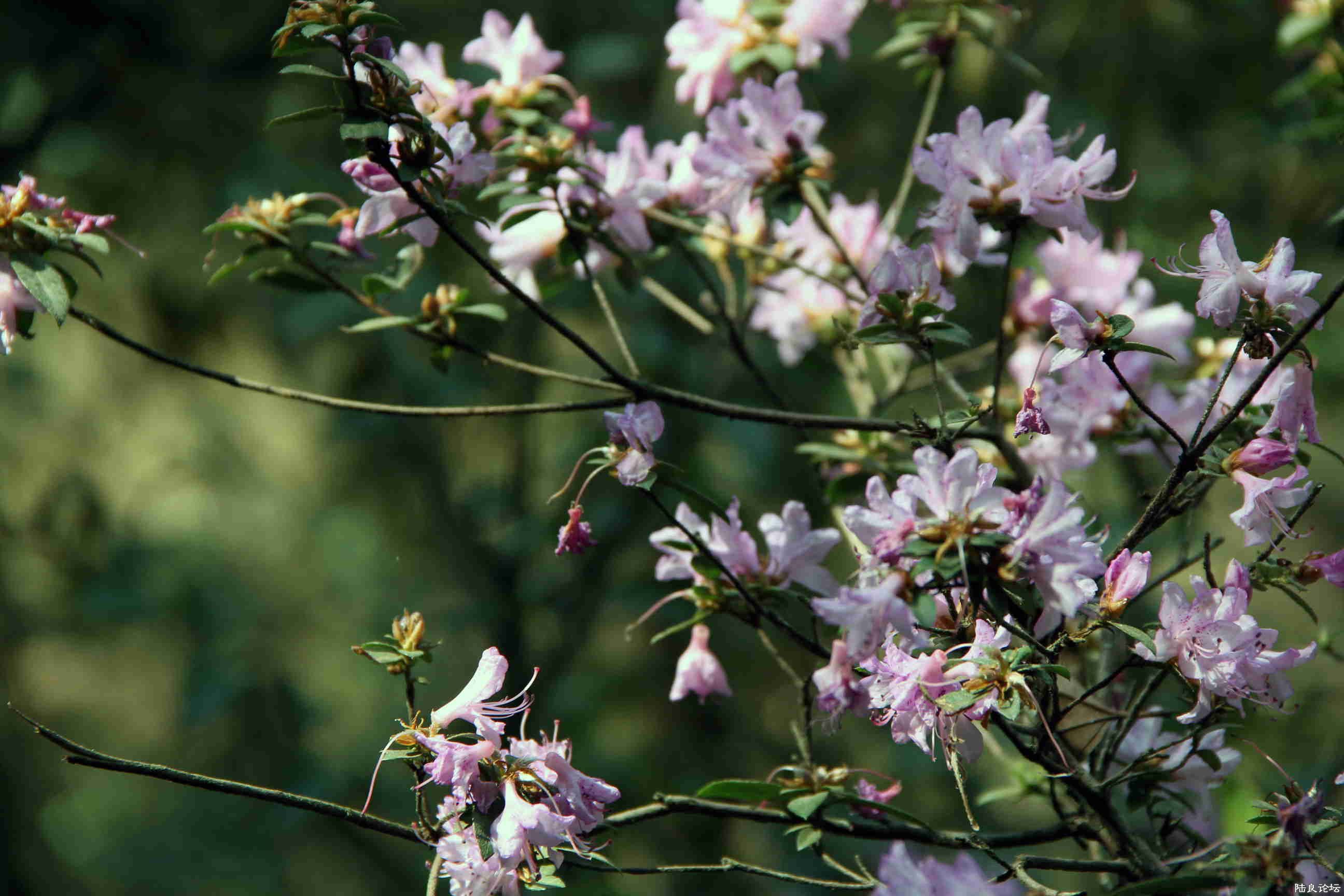 �����ߺ�