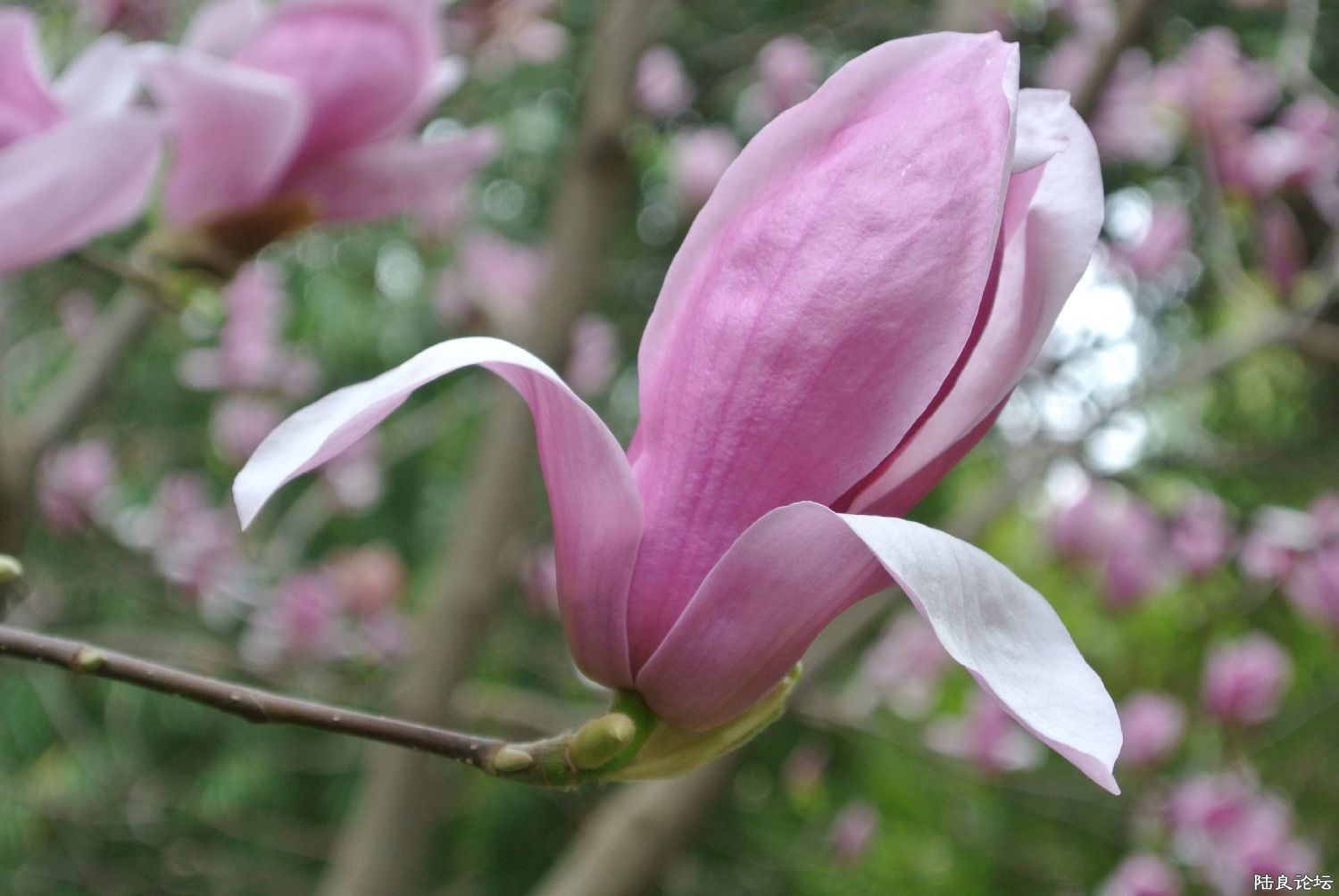 ɹ��̫���Ļ���