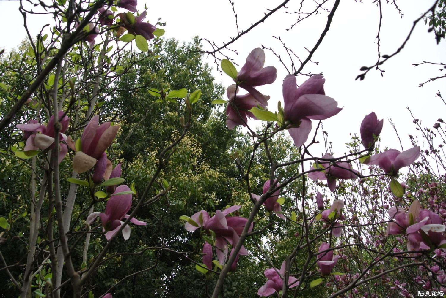 ��ï��������