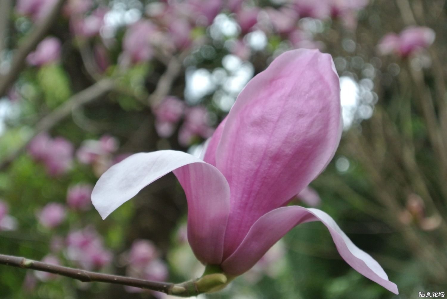 �����õĻ�