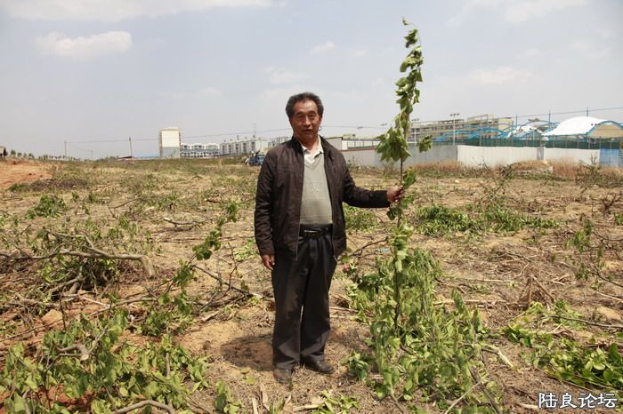 �ڸ�����ʮ����Ĺ��������ո��࣬����Ӱ