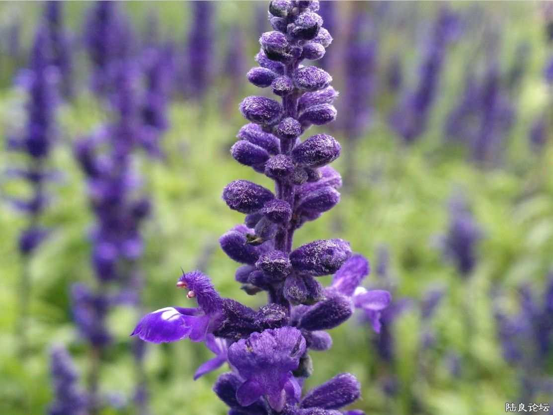 �����ݲ�