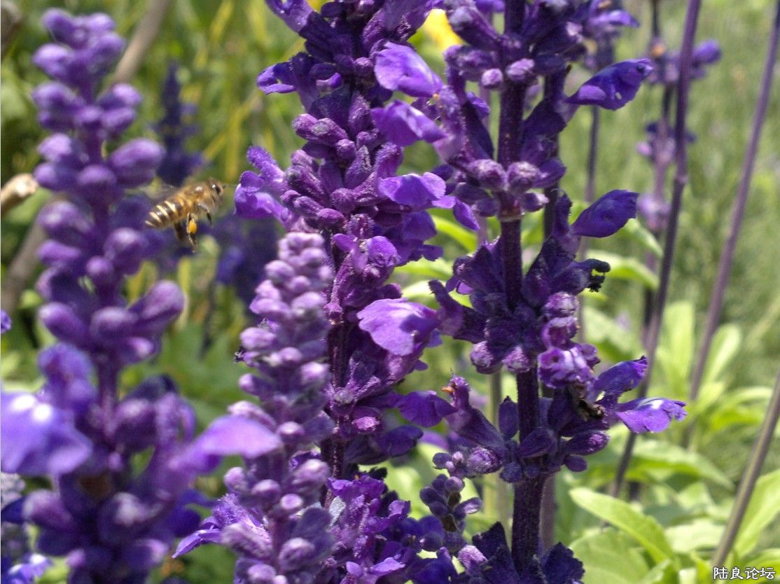 �����ݲ�