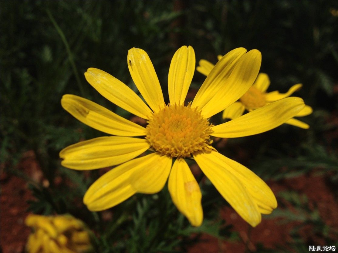 �����ݲ�