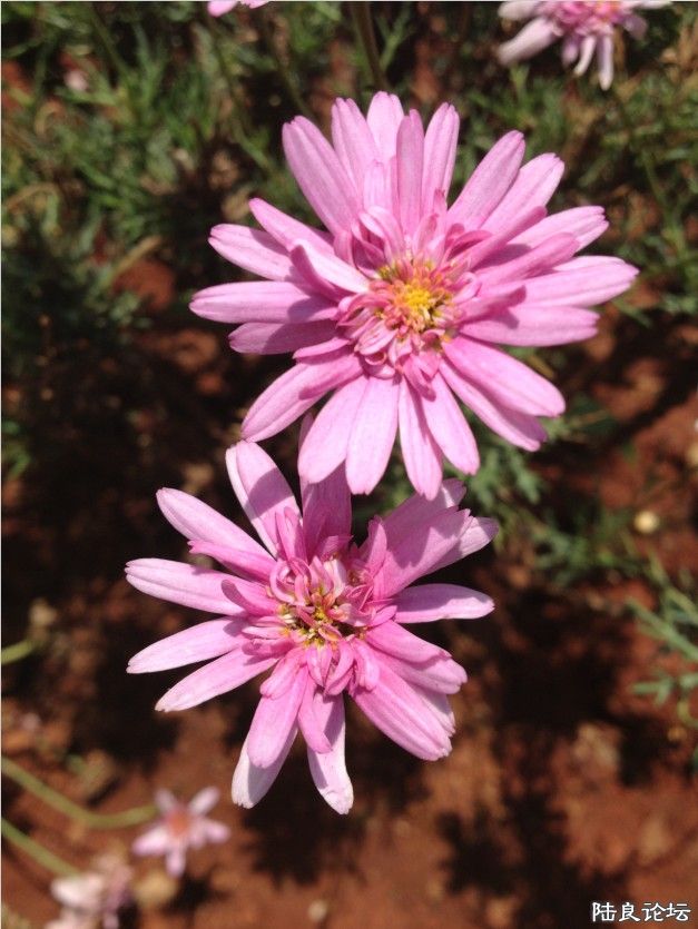 �����ݲ�