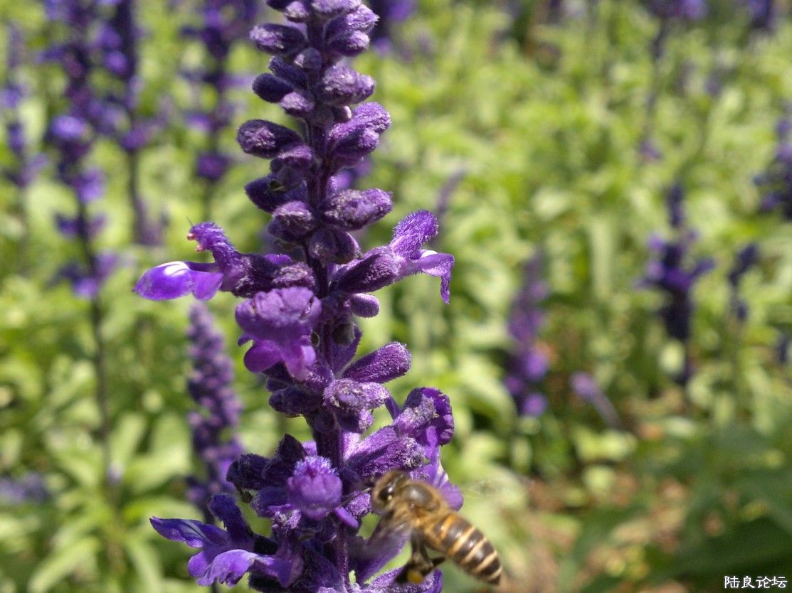 �����ݲ�