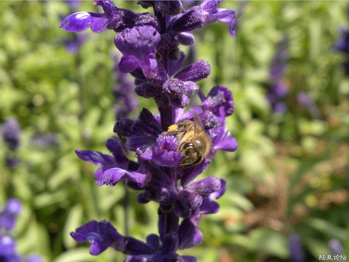 �����ݲ�