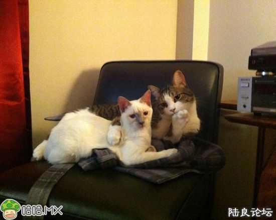 �������������˰���