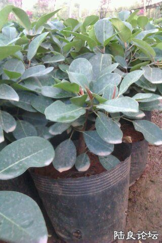 4-D9242279-891251-480 - ���� - ����.jpg