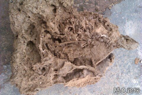 4-F132BD78-1275685-480 - ���� - ����.jpg