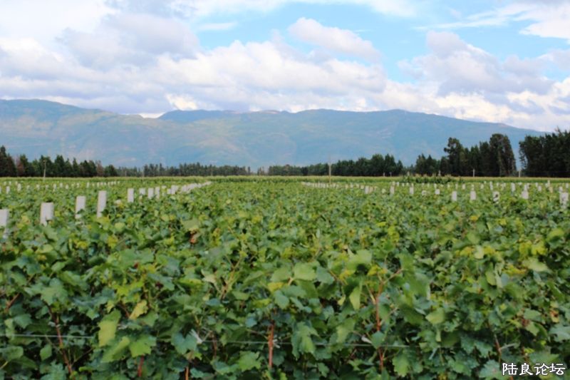 IMG_2627 - ����.JPG