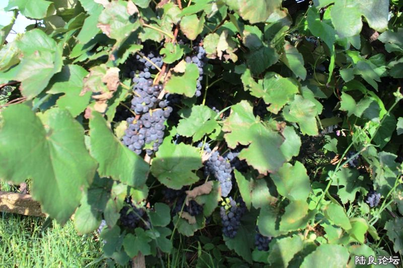 IMG_2639 - ����.JPG