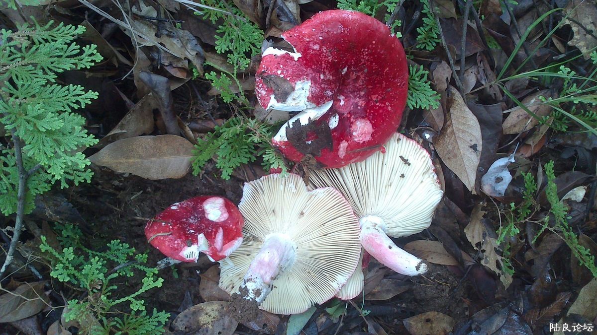 ������Ĵ���