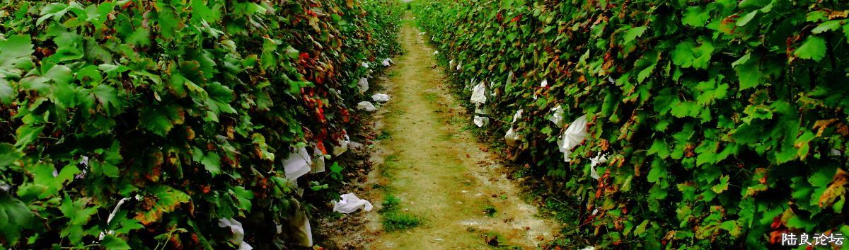 ���� (1).JPG