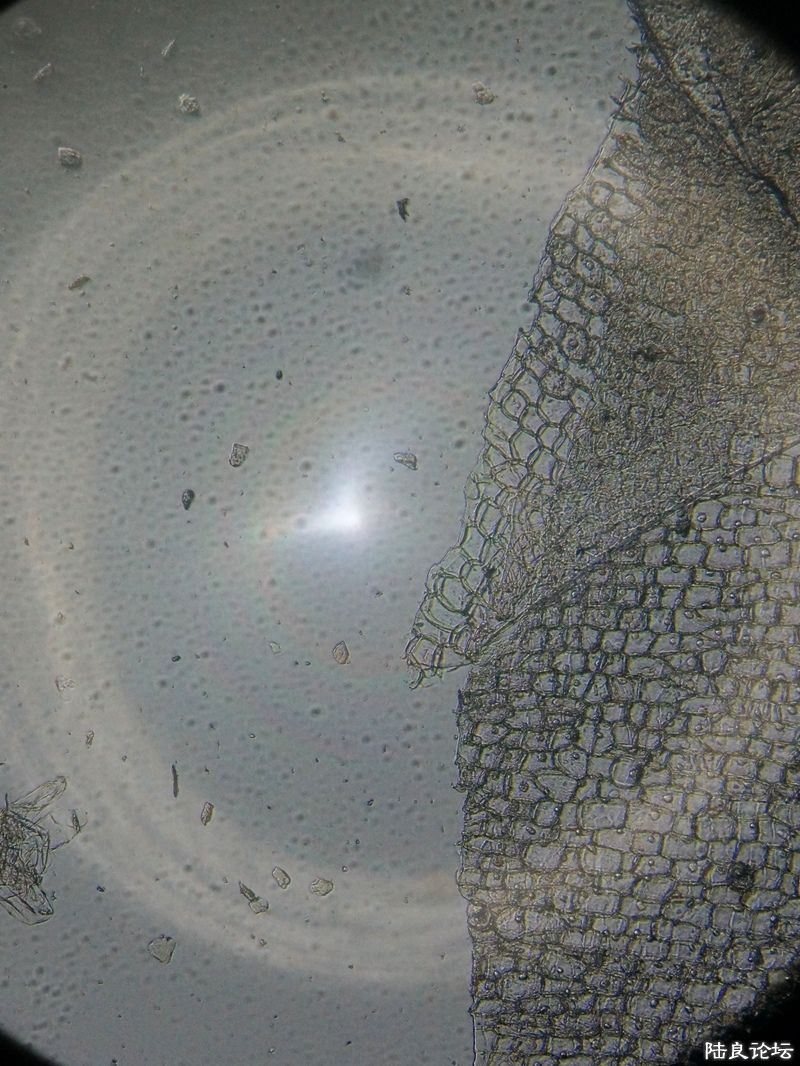 ����Ƥϸ��