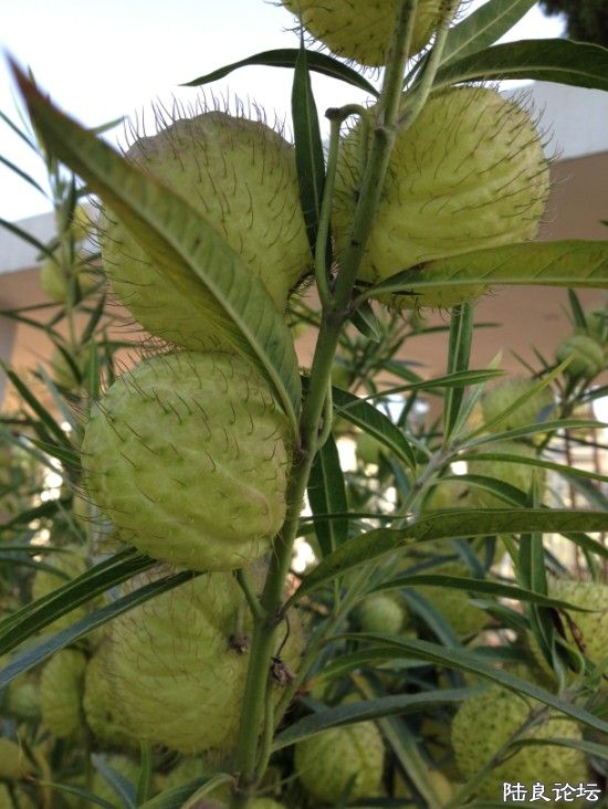 �����������а���ˣ�