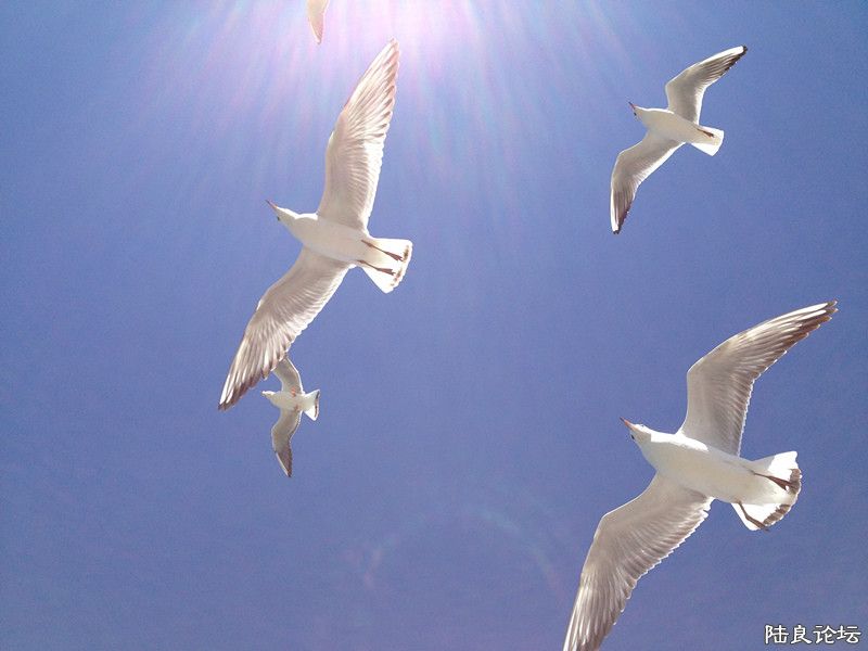 ���ɷ���~