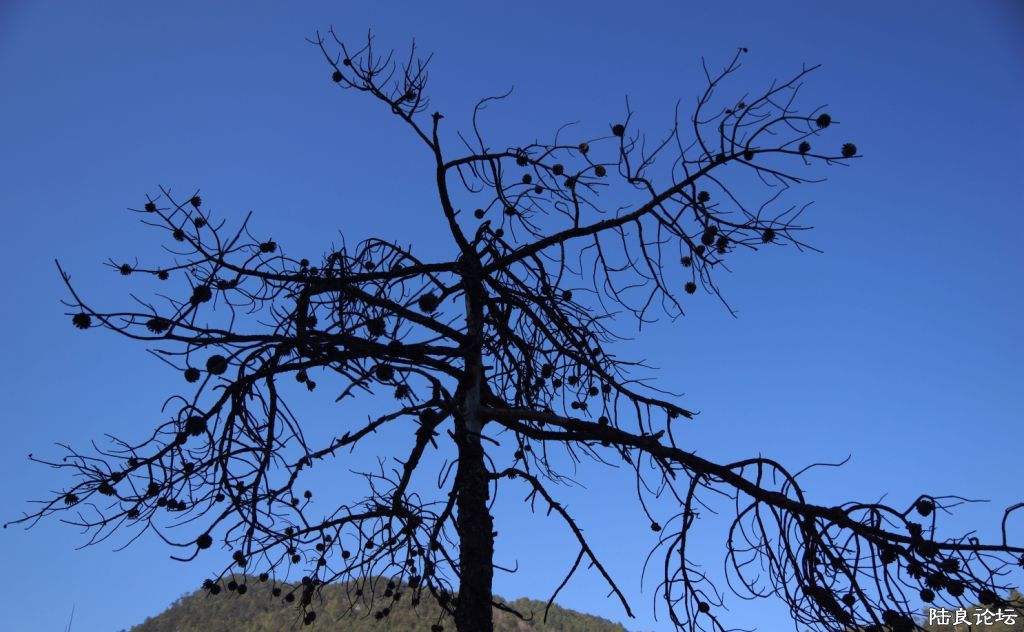 ��ȱ֮�� (9).JPG