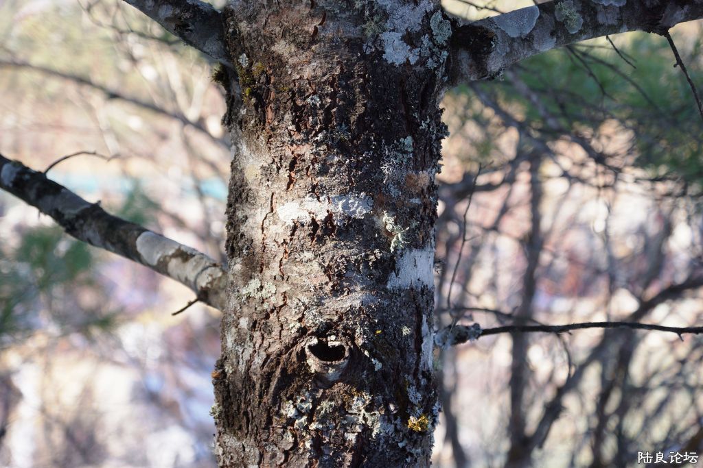 ��ȱ֮�� (10).JPG