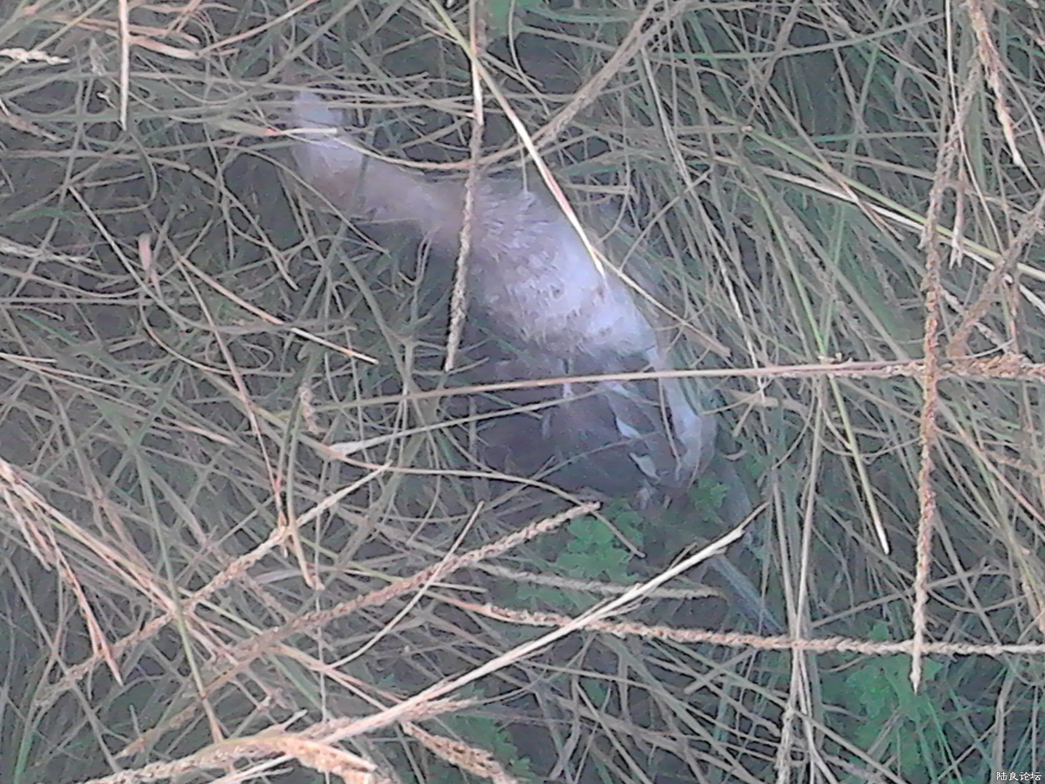 2013.11.5���������������ͺ�«�������ڰ���