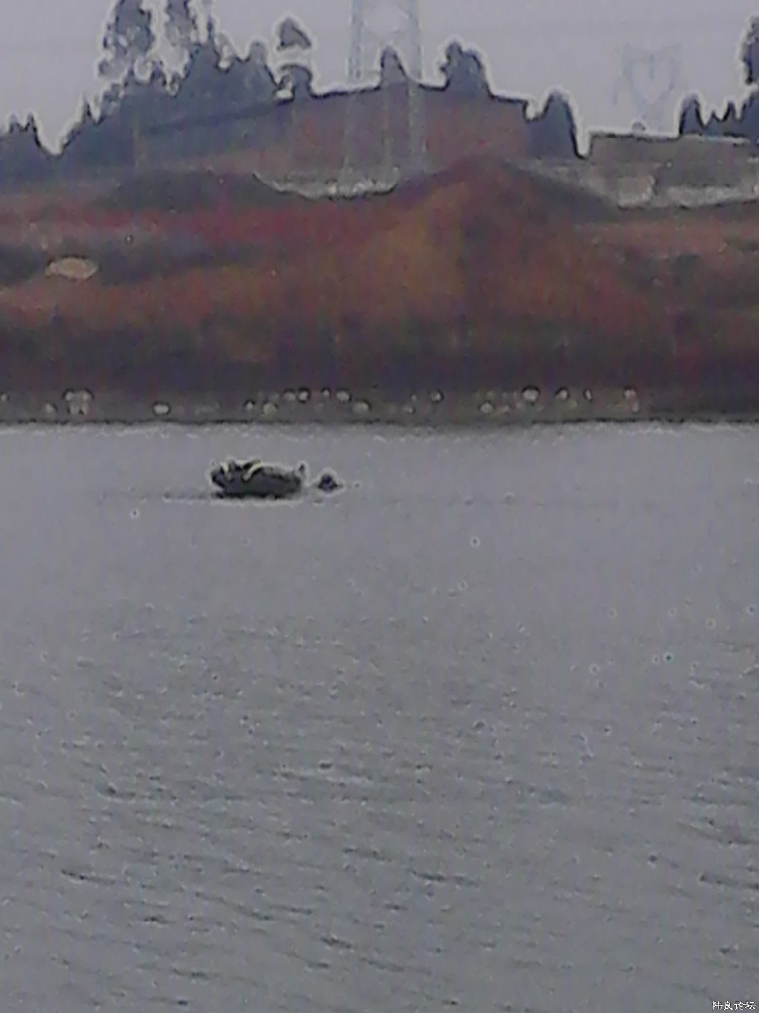 2013.11.29���������Ҷᷭ�������ն���������6�����ң������Ǵ�������ˮ��