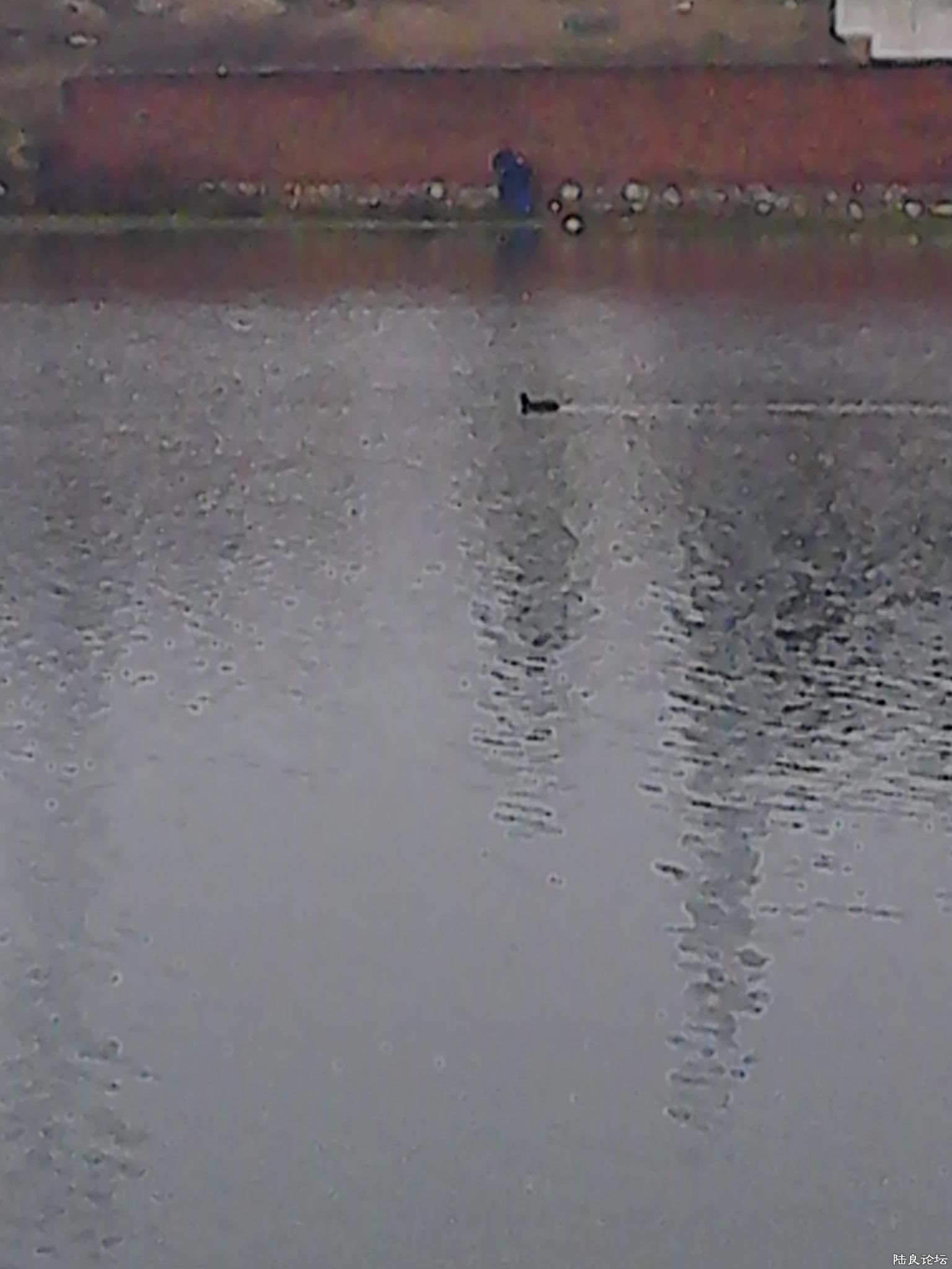 ��Ƭ��11.30��ʵ������20�����ң�����2ֻ��ɫ��ҰѼ����������һֻ�������ں�֪���٣����ǲ���һֻѼ���� ...