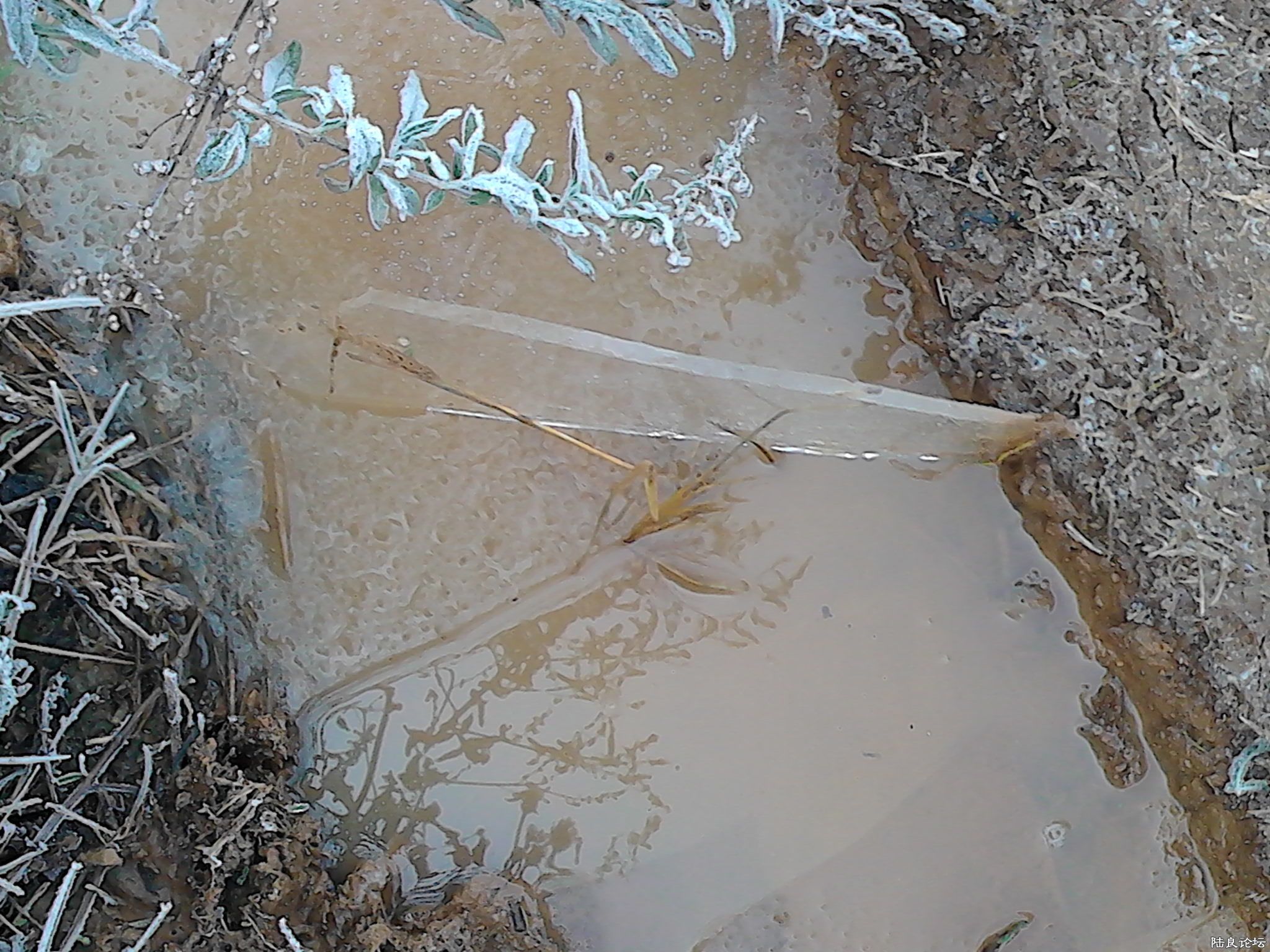 12.17��һ��ѩ���ˮ���С·�ϣ�ˮ���ﻹ��1���ֺ�ı���