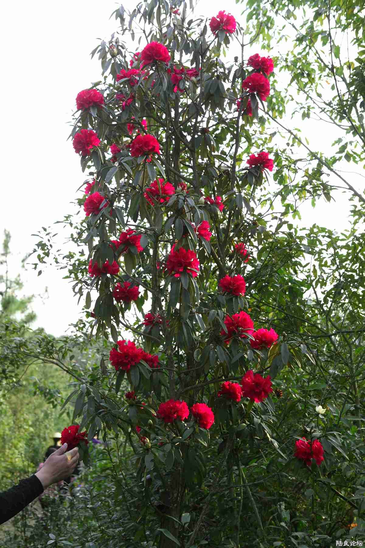 ���� (103).jpg